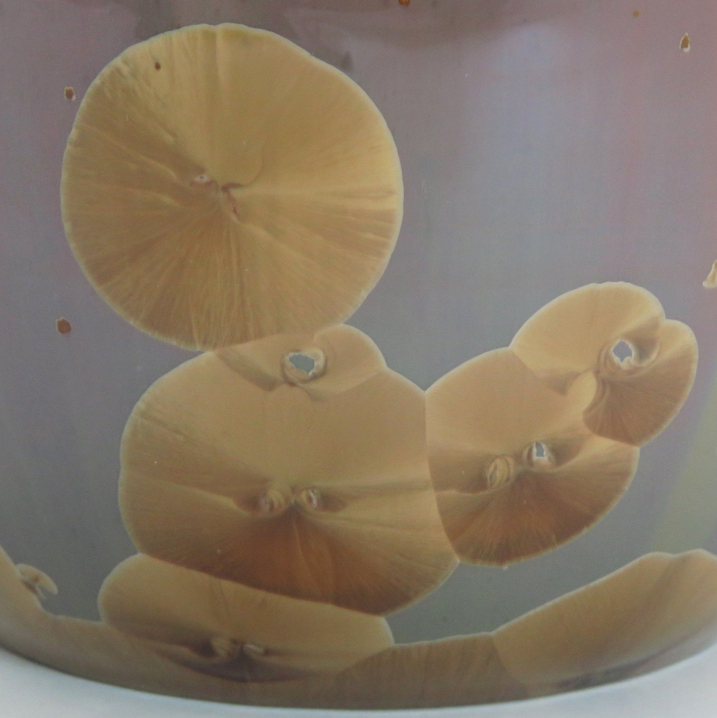 Wonderful Modern Japanese Crystalline Glaze Brown Pottery/Vase