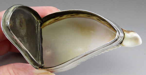 Antique Sterling Silver Mounted Cowrie Shell Snuff Box 18th Century