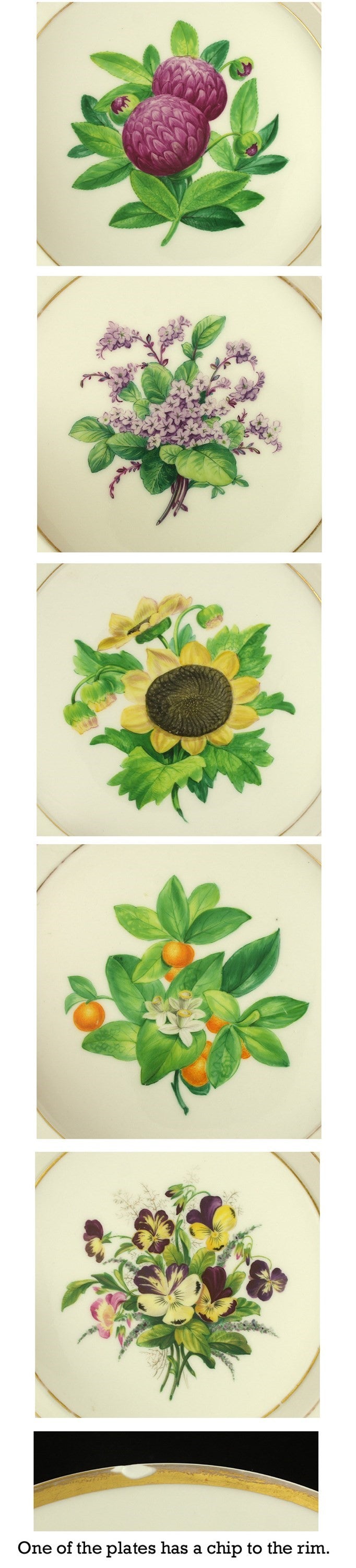 9 Colorful German KPM Porcelain Botanical Floral Plates