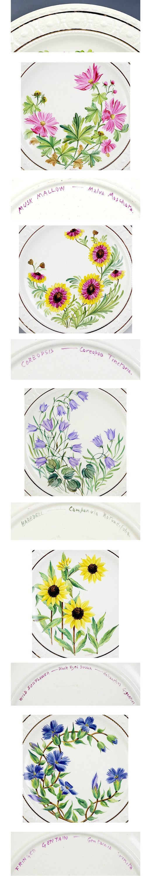 12 pc Wedgwood Hand Painted English Flower Porcelain Plates by A.J. Birks