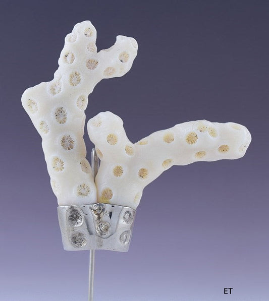 Lydia Roca Peruvian Natural White Coral & 18K White Gold Stickpin
