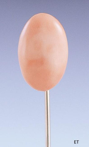 Turn Of The Century 10K Gold & Natural Coral Stickpin c1890