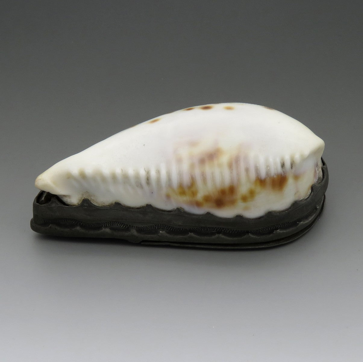 Antique Georgian 18th Century Natural Cowrie Shell Pewter Hinged Lid Snuff Box