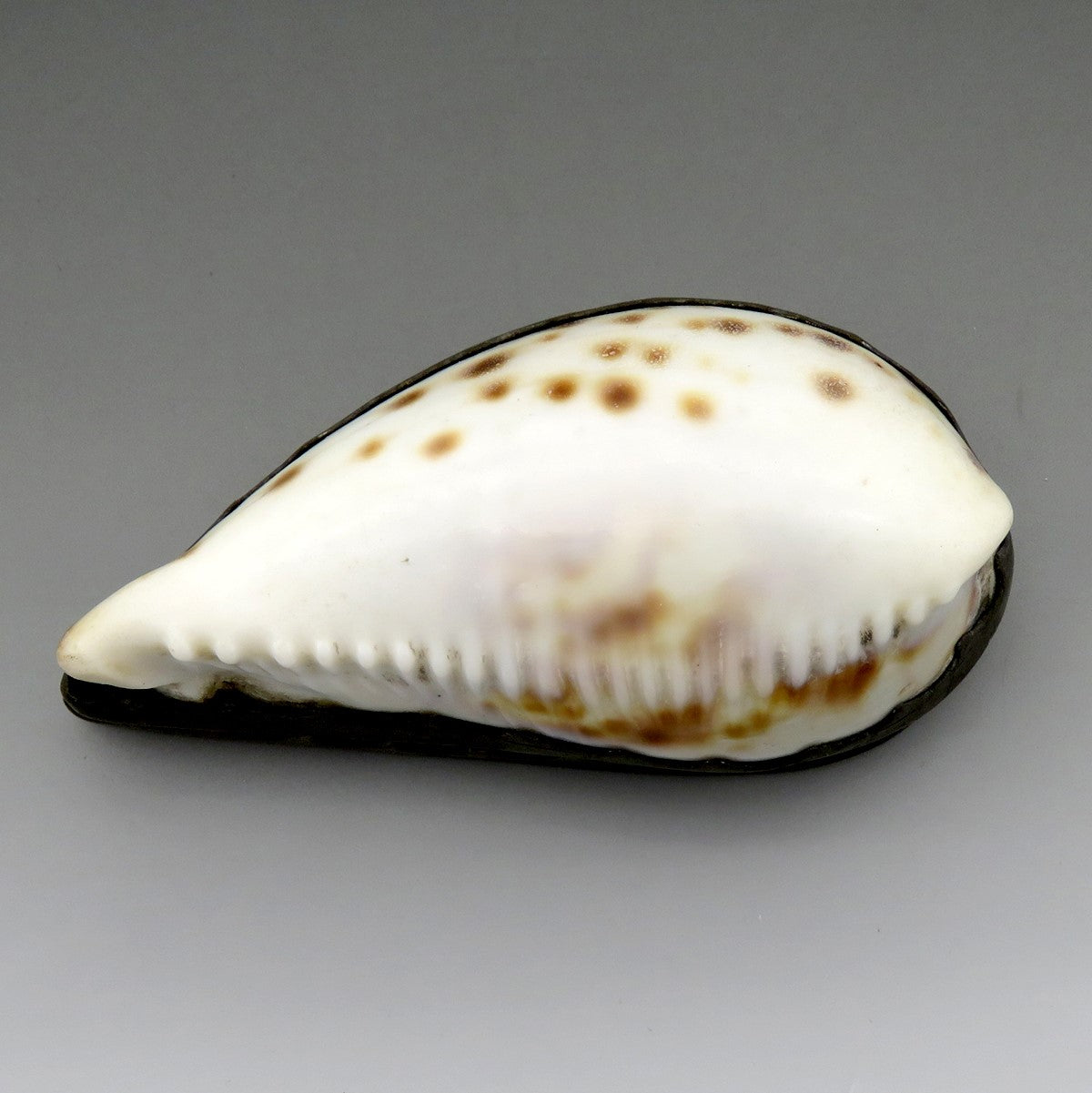 Antique Georgian 18th Century Natural Cowrie Shell Pewter Hinged Lid Snuff Box