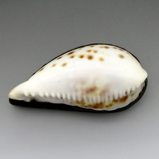 Antique Georgian 18th Century Natural Cowrie Shell Pewter Hinged Lid Snuff Box